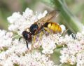 Philanthus triangulum